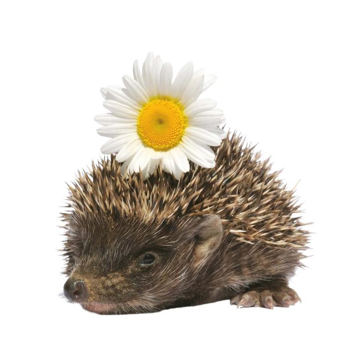 Tratamiento de hipertensión arterial pulmonar